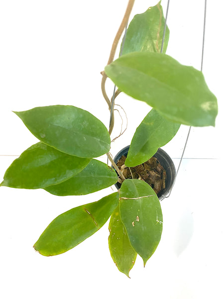 Hoya bicolor