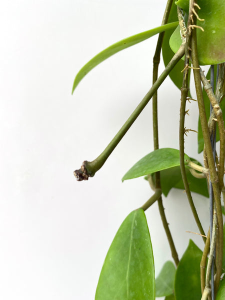 Hoya elmeri