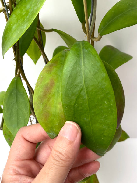 Hoya elmeri