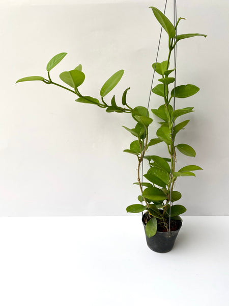 Hoya australis