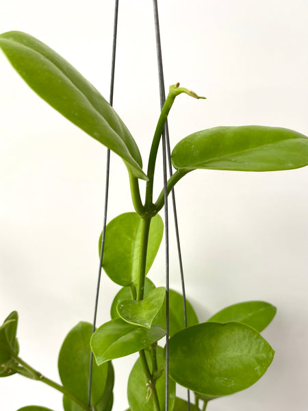Hoya australis