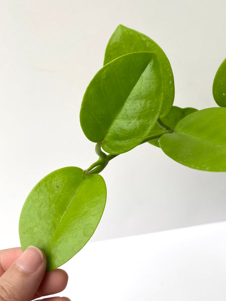 Hoya australis