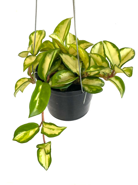 Hoya carnosa krimson princess