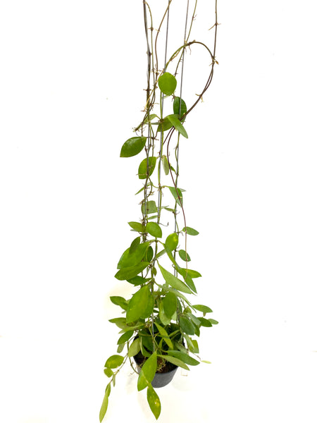 Hoya litoralis