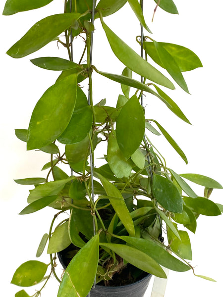 Hoya litoralis