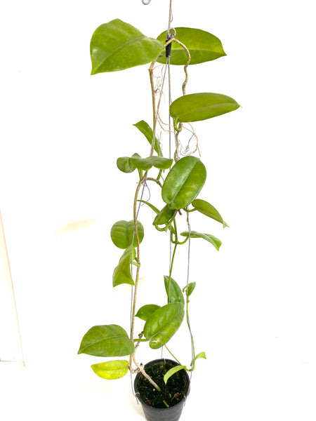 Hoya australis tenuipes