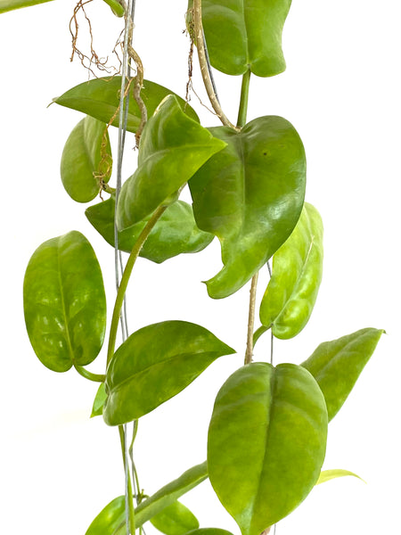 Hoya australis tenuipes