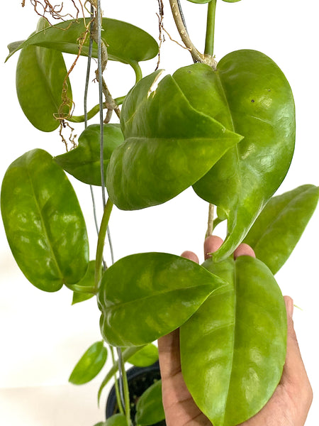 Hoya australis tenuipes