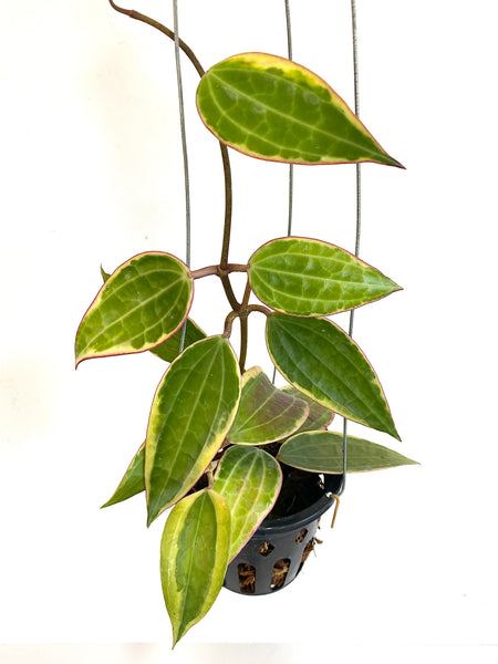 Hoya macrophylla albomarginata