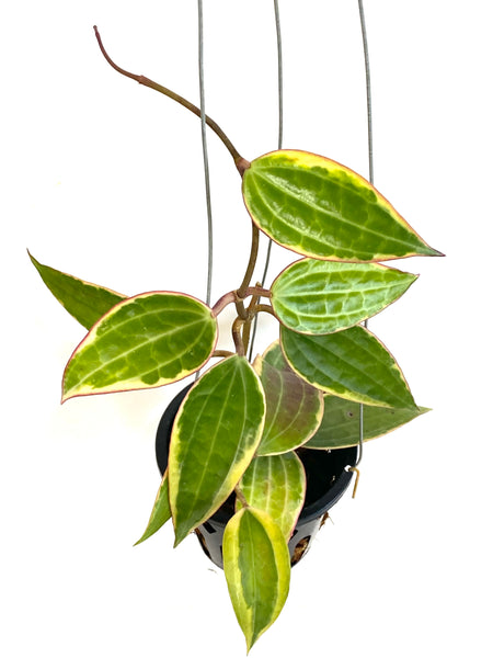 Hoya macrophylla albomarginata