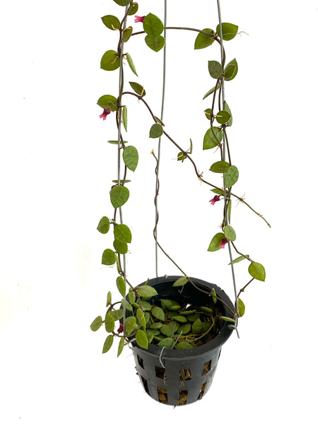 Dischidia hirsuta