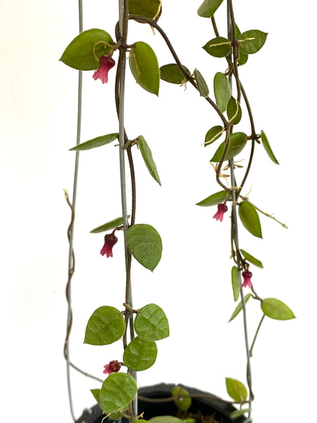 Dischidia hirsuta