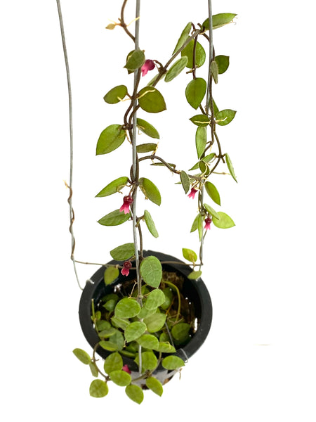 Dischidia hirsuta