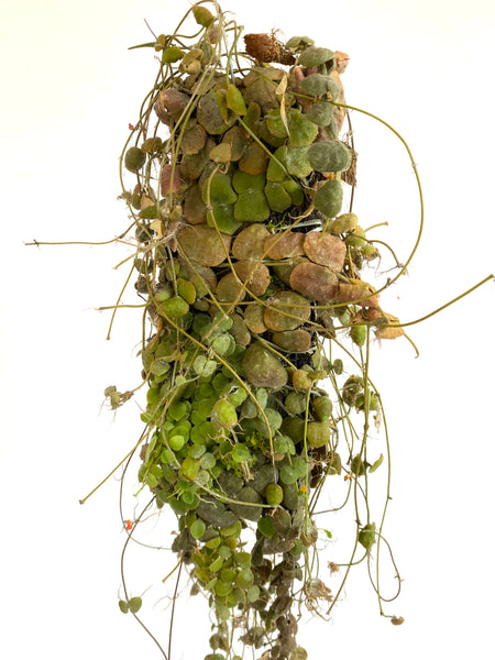 Dischidia cochleata (on fern bark)