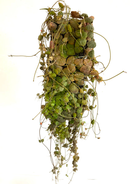 Dischidia cochleata (on fern bark)