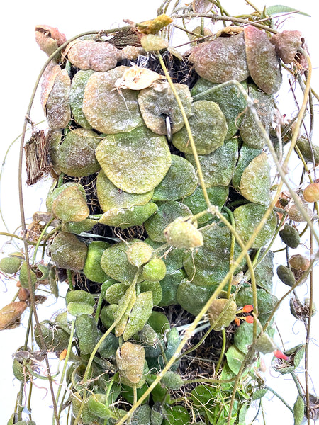 Dischidia cochleata (on fern bark)