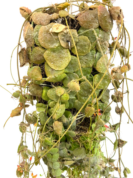 Dischidia cochleata (on fern bark)