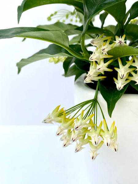 Hoya multiflora (s)