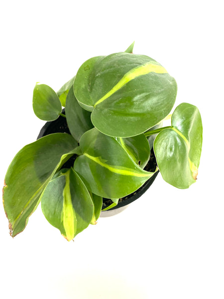 Philodendron Brasil