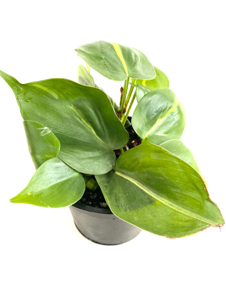 Philodendron Brasil