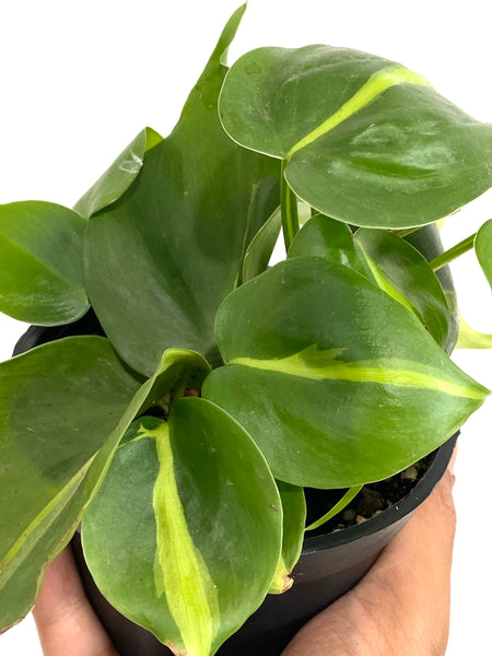 Philodendron Brasil