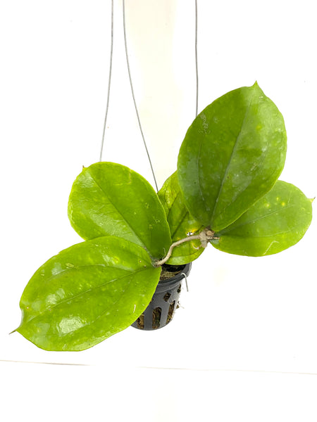 Hoya lambii