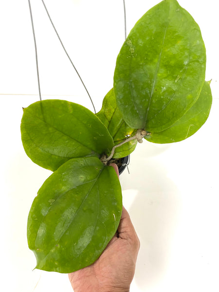 Hoya lambii