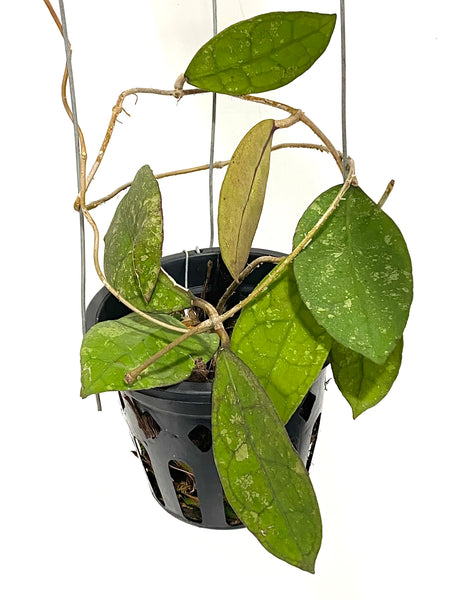 Hoya peninsularis