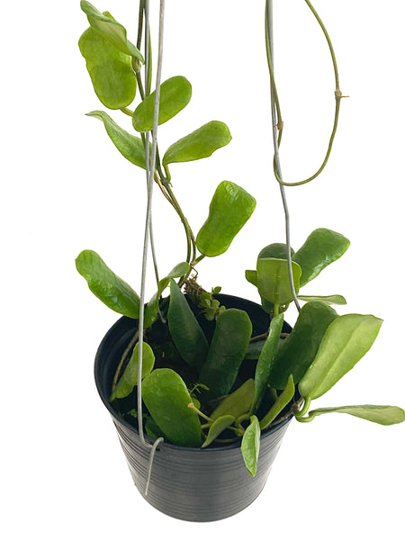 Hoya roundiflora
