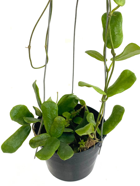 Hoya roundiflora