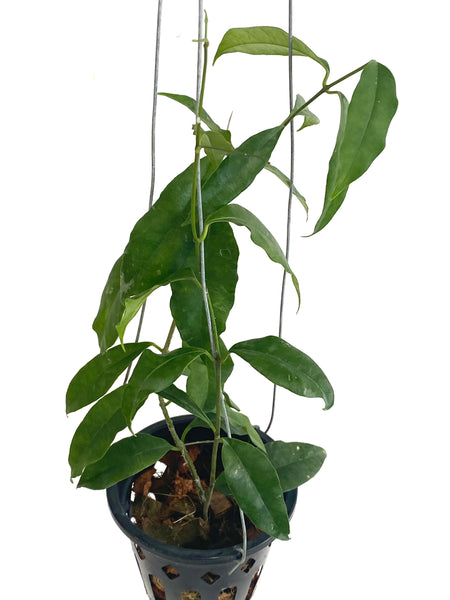 Hoya wallichii