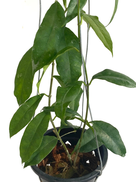 Hoya wallichii