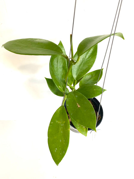 Hoya benitotanii