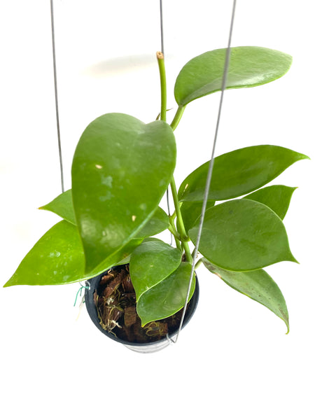 Hoya benitotanii