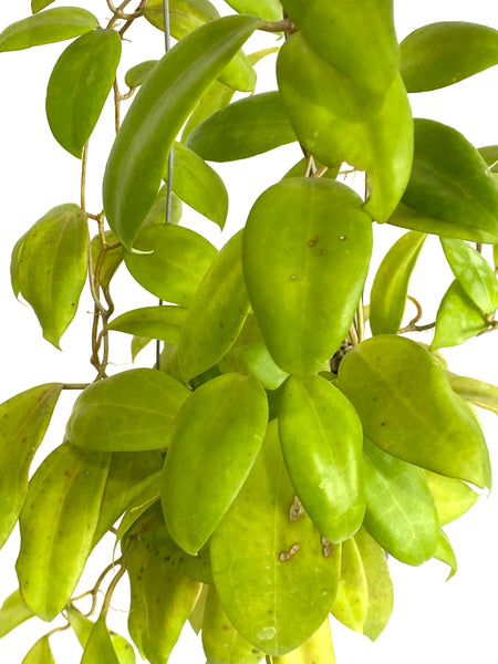 Hoya dolichosparte 'yellow'