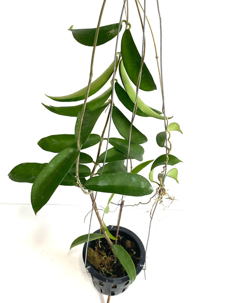 Hoya oblongacutifolia