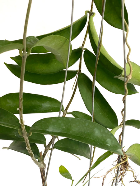 Hoya oblongacutifolia