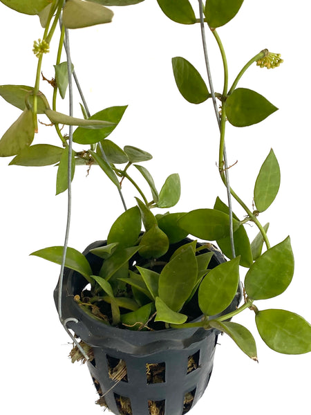 Hoya lacunosa