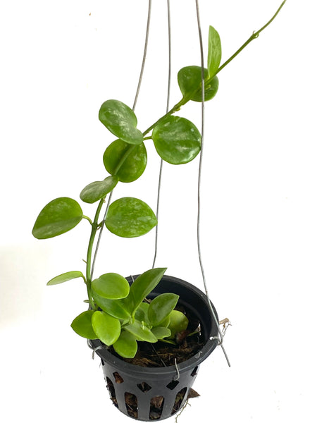 Hoya biakensis