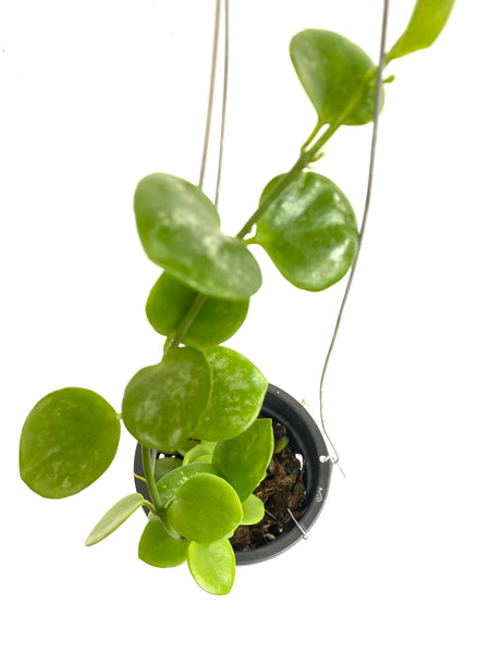 Hoya biakensis