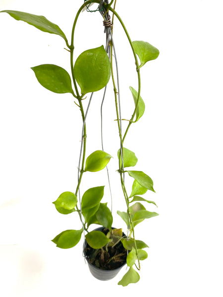 Hoya anulata