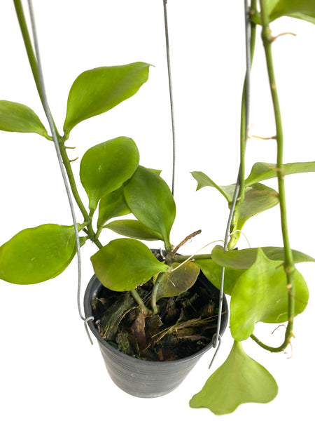 Hoya anulata