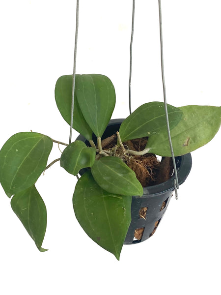 Hoya paulshirleyi (s)