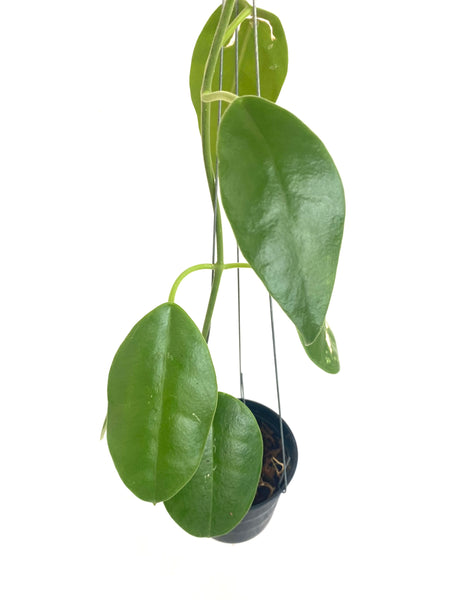 Hoya lauterbachii
