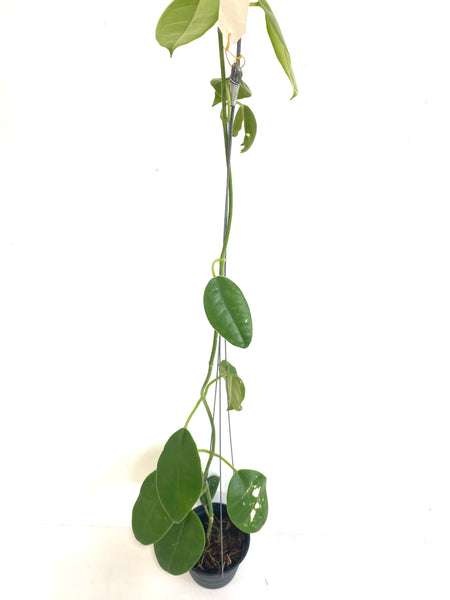 Hoya lauterbachii