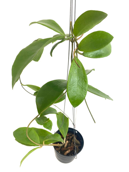 Hoya mindorensis yellow