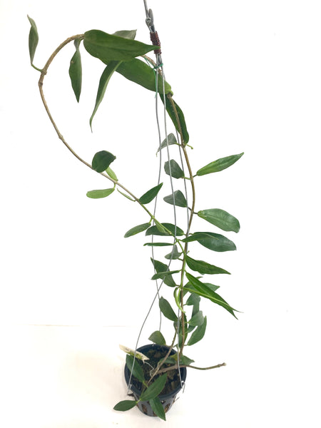Hoya globulifera