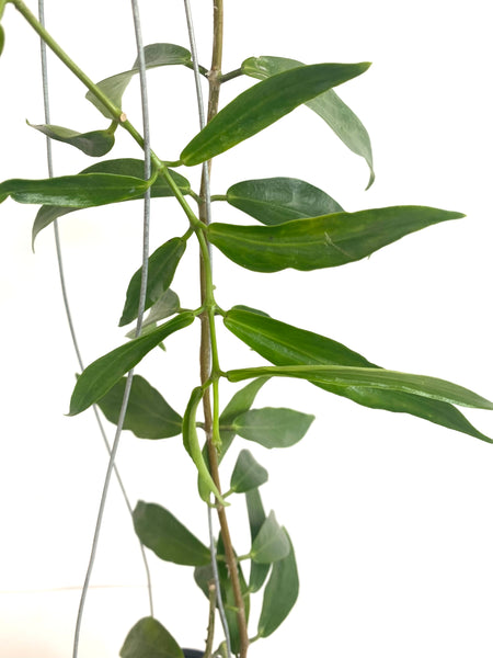 Hoya globulifera