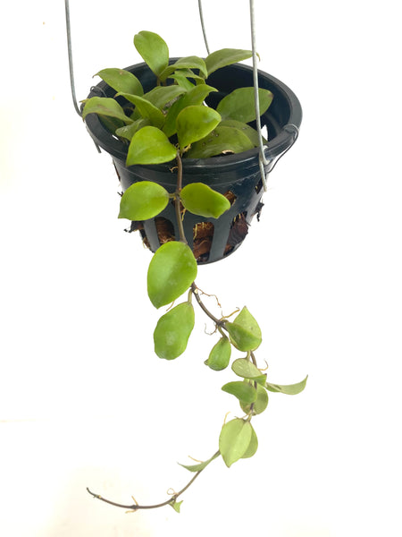 Hoya walliana gold (s)