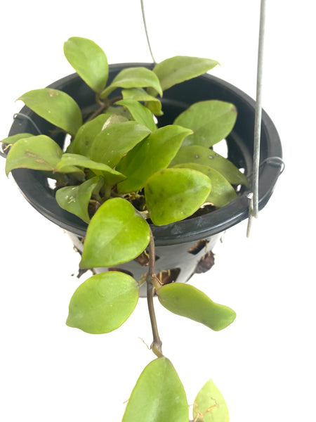 Hoya walliana gold (s)